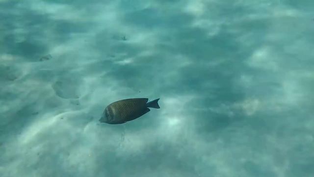 Красное море смотреть онлайн