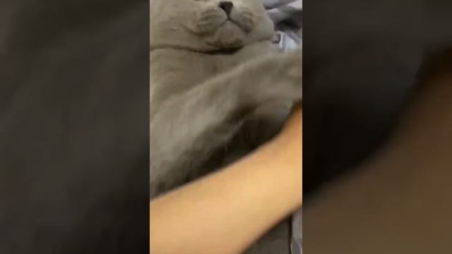 пранк над котом