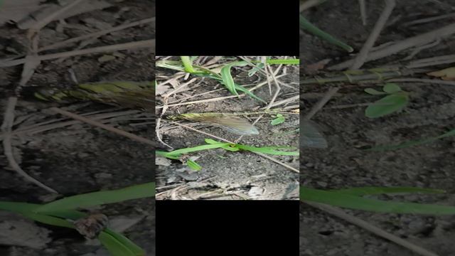 VID_20230519_111545~2.mp4 смотреть онлайн