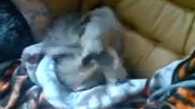 Мышь. Малая. смотреть онлайн