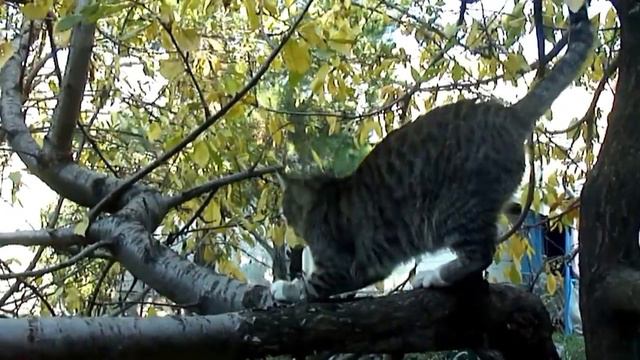 Ноябрь в моём дворе. ШЫМКЕНТ - 14.11.2016г. смотреть онлайн