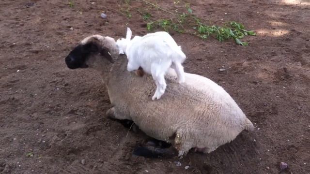 Рижский зоопарк смотреть онлайн