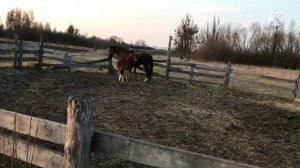 Агрессия лошади. Результат устранения агрессии после 9-й минуты. Было-стало.Ежедневно закреплять!