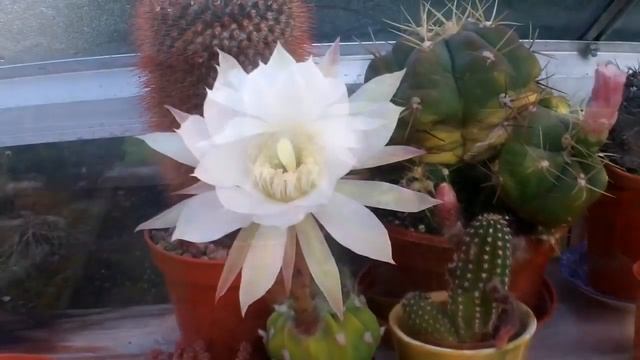 My Tiny Echinopsis Subdenudata 'Sea Urchin' Cactus From Bud To HUGE Flower 2014