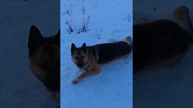 Собачий фитнес .Лежачих не бьют.