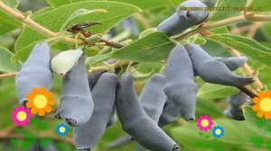 Жимолость съедобная Гордость Бакчара. Краткий обзор, описание lonicera edulis Gordost Bakchara