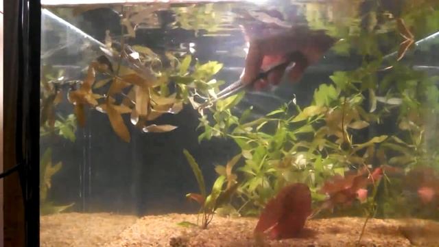 Садовая земля в аквариуме 2. (запуск) смотреть онлайн