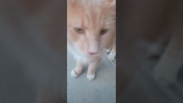 ~G R O O V Y~ - me lol смотреть онлайн