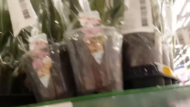 Orchids | Магазин Лента | Орхидеи в Ленте на 23.02.2018 смотреть онлайн