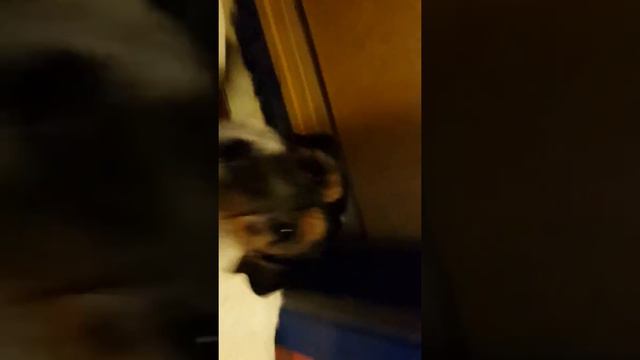 Щенки едят смотреть онлайн