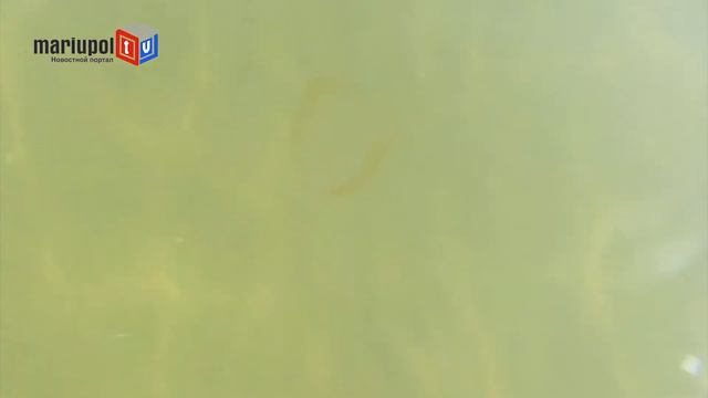 Мерцающие хищники из северной Атлантики замечены в акватории Мариуполя смотреть онлайн