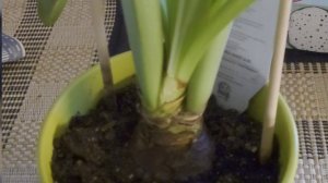 Гиппеаструм после цветения. Правильная обрезка #гиппеаструм #обрезкапослецветения #неамариллис