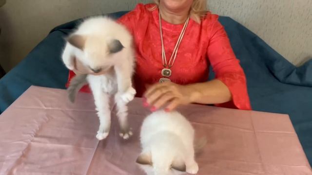 Священная бирма. Помет на букву «И». Два котика, окрасы лилак и блю пойнт. Питомник МАРИТАНА КЭТ смотреть онлайн