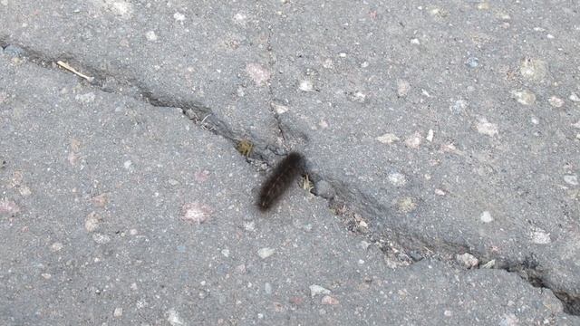 Скоростная гусеница смотреть онлайн