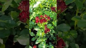 Роза Баттерфляй Сенсейшн и Ред Сенсейшн