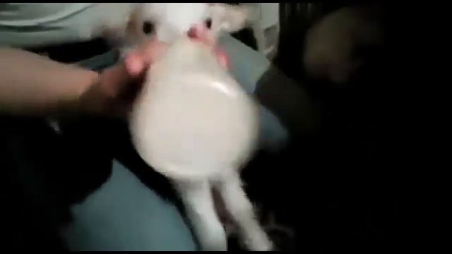 Дела хозяйские. У нас появились козлята. Влог от 10.04