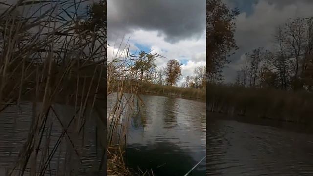 Ловля карпа смотреть онлайн