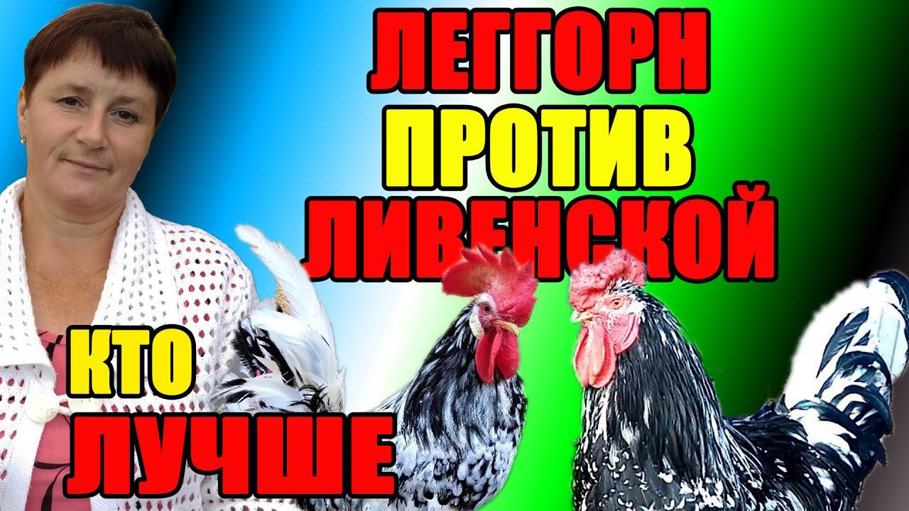 Леггорн против Ливенской. Какая порода кур лучше. смотреть онлайн