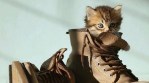 Мяуканье Кота / Звуки для кошек