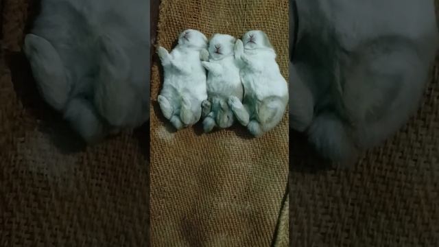 #Little Bunnies sleeping in a row ??? смотреть онлайн