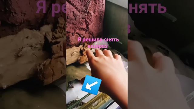 я опять снимаю с ящерицами потому что щас солнца нет и всë хорошо видно смотреть онлайн