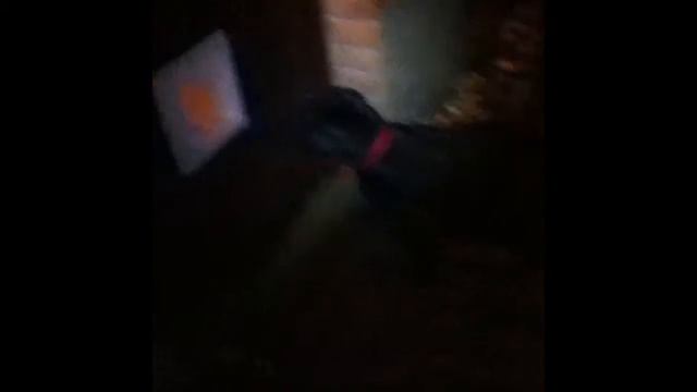 sniffer dog game смотреть онлайн