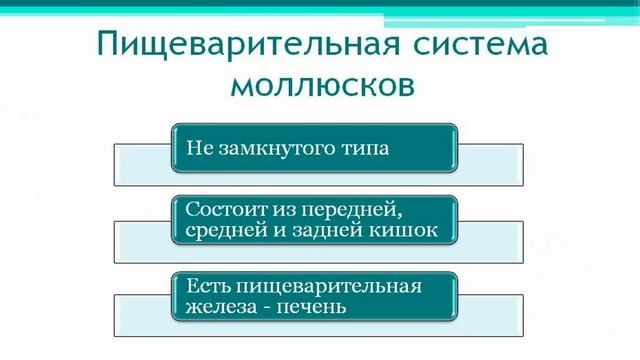 Тип Моллюски. Уроки Биологии Онлайн. смотреть онлайн