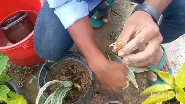 How to grow Snake plant || स्नेक प्लांट केसे उगाई || dracaena trifasciata care | All about 24 gree смотреть онлайн