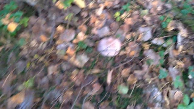 Ведьмины круги из грибов в лесу. Собираем рядовки осенние (серушки). смотреть онлайн