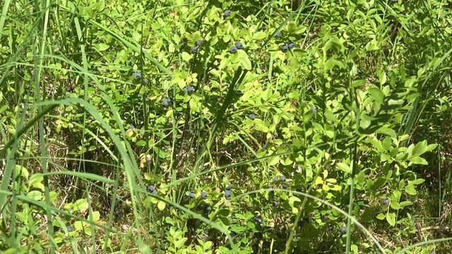 В лес за Черникой Собираем ягоды В этом году очень много ягод лето 2020 зарисовка футажи релакс 4K смотреть онлайн