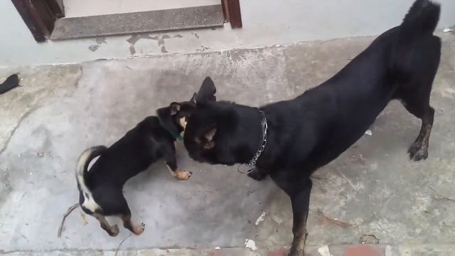 Ridgeback Вася объясняет Кто в доме хозяин. 7 ноября 2020 г. смотреть онлайн