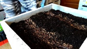 Универсальный способ кормления для набора массы и удержания червя.