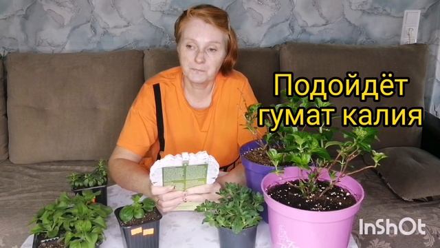 Как и чем кормить клубнику, чтобы получить ягоду. смотреть онлайн