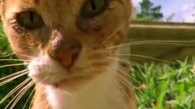 Коты наркоманы смотреть онлайн