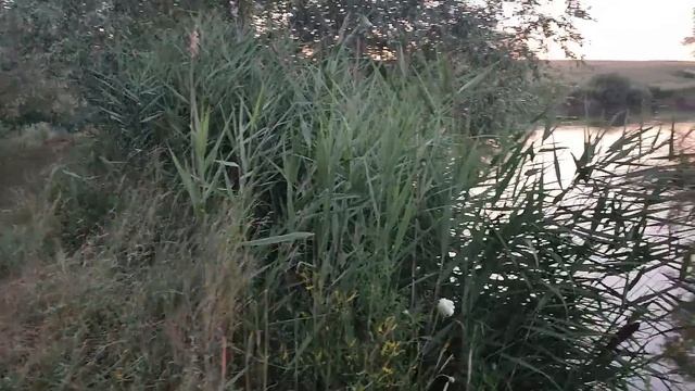 Просто хорошая рыбалка в хорошем месте. Ловля карпа и амура. смотреть онлайн