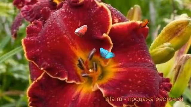 Лилейник гибридный Ноти Ред (hemerocallis) ? Ноти Ред обзор: как сажать, рассада лилейника Ноти Ред смотреть онлайн