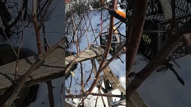 Обрезка яблони Свежесть (10 лет). смотреть онлайн