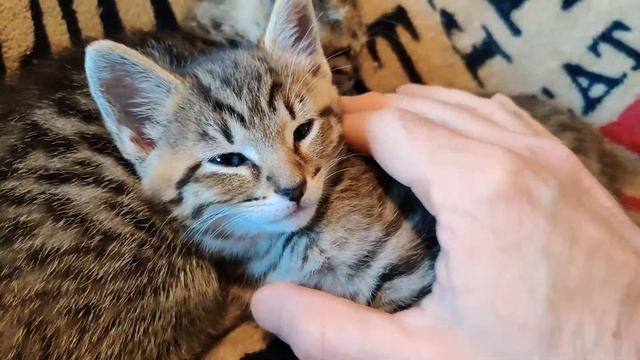 Tips to Beat Summer Heat Kitten Style 2021-07-15 смотреть онлайн