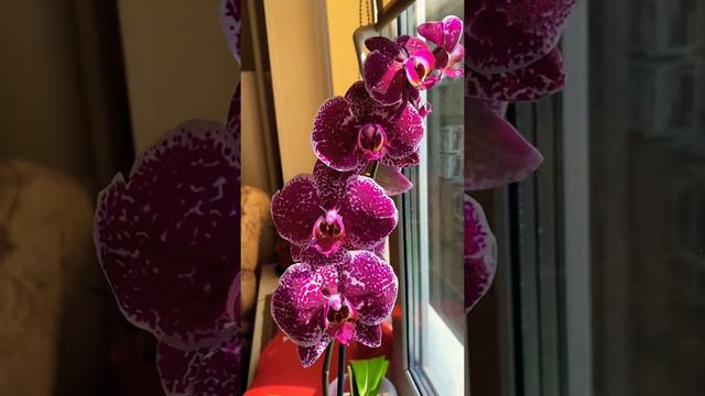 Мой красавец ягуар #орхидеи#орхидеяягур#орхидеяуход#ягуар#котик#цветы#весна#моямечта#моялюбовь смотреть онлайн