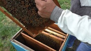 Подсадка не плодной матки. Как сделать, чтобы пчелы приняли.