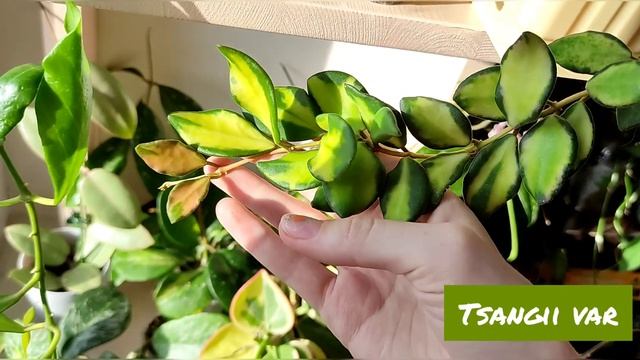 Мои хойи. Обзор сортов смотреть онлайн