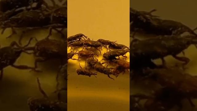 Funny Beetles. Who Are These Small Funny Crawling Beetles? What Are Funny Beetles Doing? смотреть онлайн