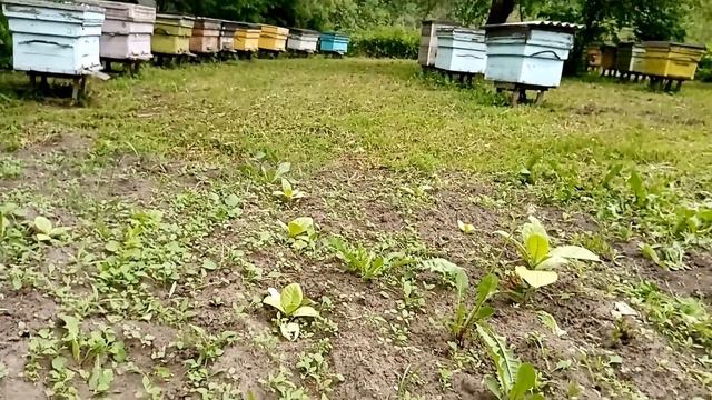 Тепло придет табак встанет. смотреть онлайн