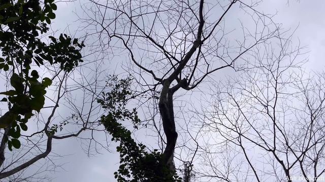 How To Make A Roof From Forest Areca Leaves. Noise And Heat Resistant Roofing For The House. EP 28