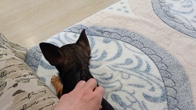 Чихуа боится рук. Откат назад смотреть онлайн