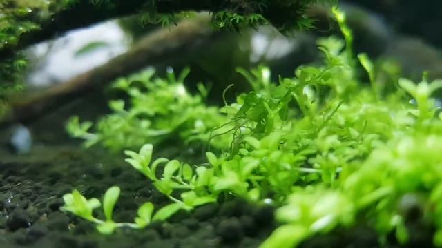 Micranthemum 'Monte Carlo' - Care sheet смотреть онлайн