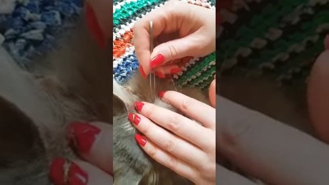 Как снять клеща с кошки или собаки? смотреть онлайн