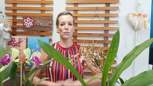 #11 Faça sua Orquídea Sorrir смотреть онлайн