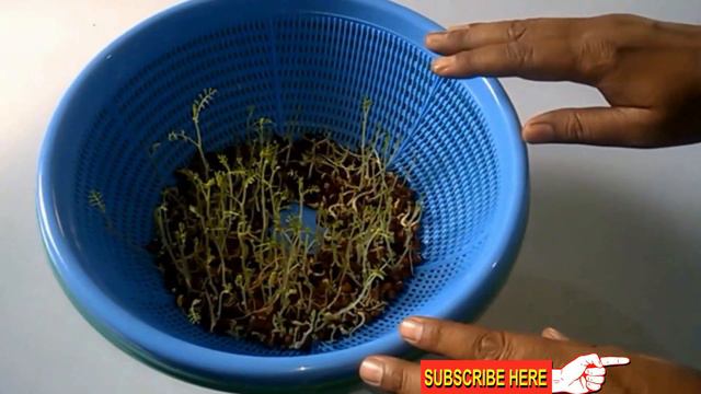 Chickpeas/Garbanzo beans|Growing Without Soil|Hydroponic Gardening смотреть онлайн