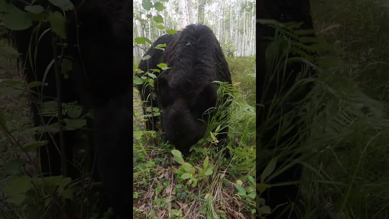 Серьёзные медведи. #bear смотреть онлайн